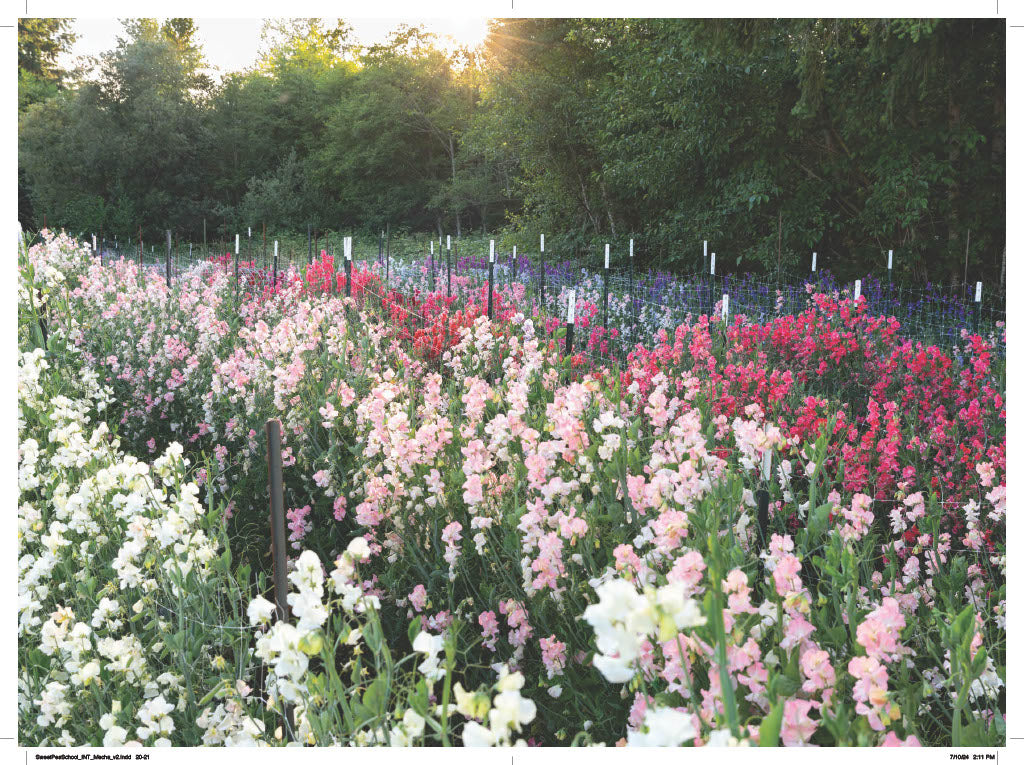 Sweet Pea School THE BOOK: Growing and Arranging the Garden's Most Romantic Blooms