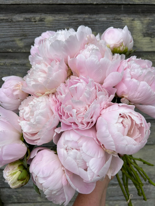 Peony - Moonstone