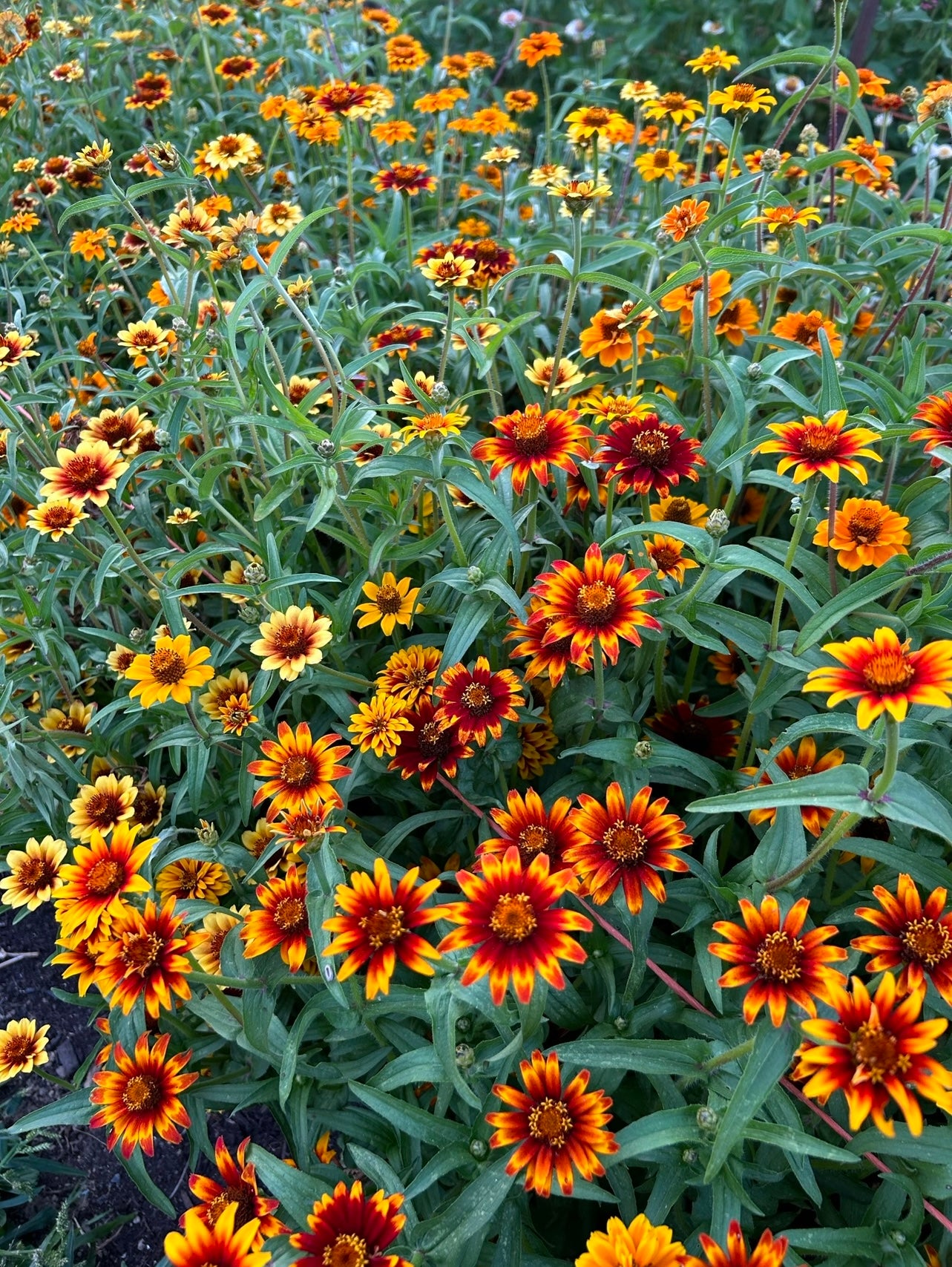 Zinnia - Aztec Sunset – The Farmhouse Flower Farm
