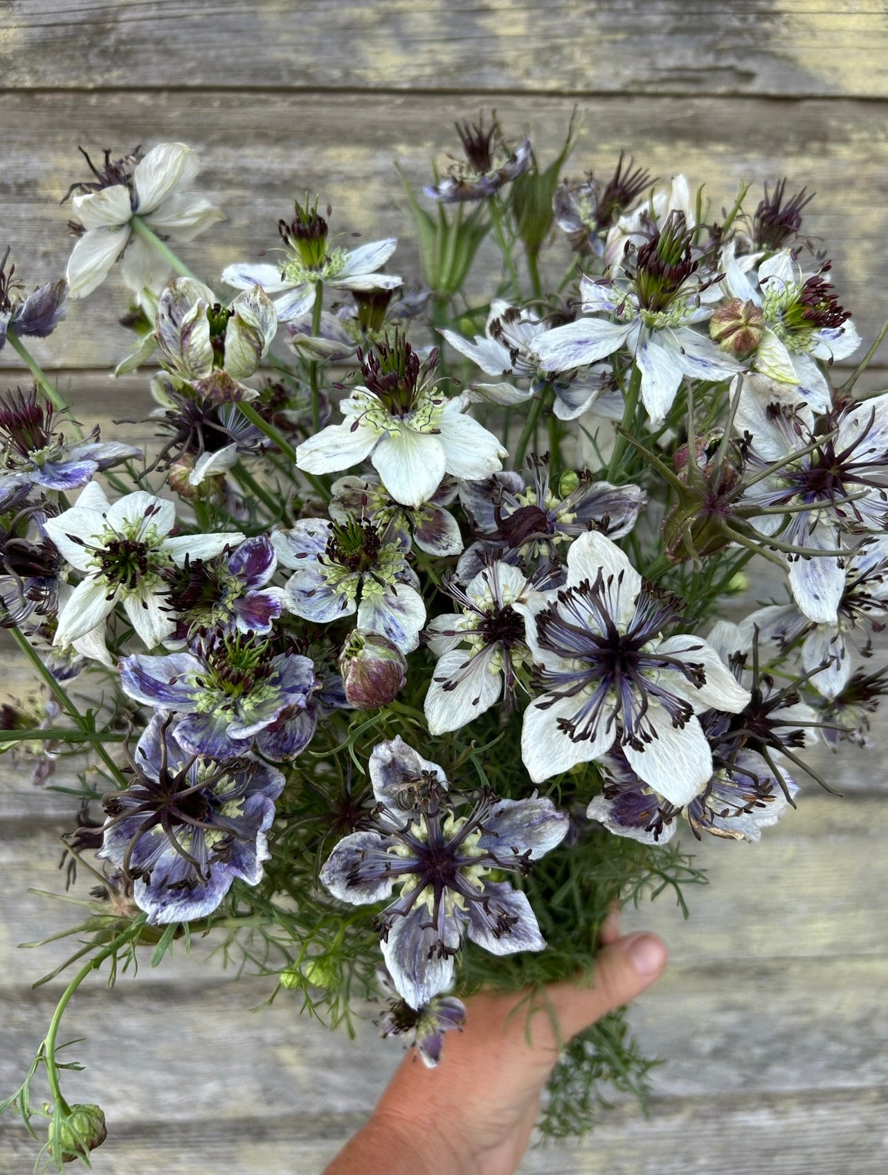 Nigella - Delft Blue – The Farmhouse Flower Farm