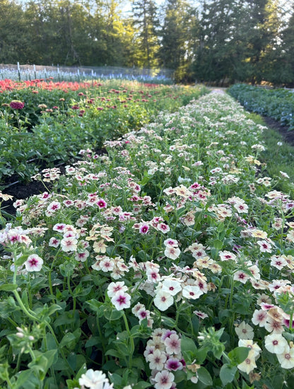 Phlox - Cherry Caramel