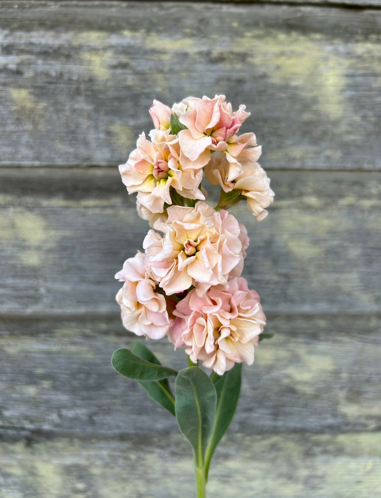 Stock - Iron Apricot – The Farmhouse Flower Farm