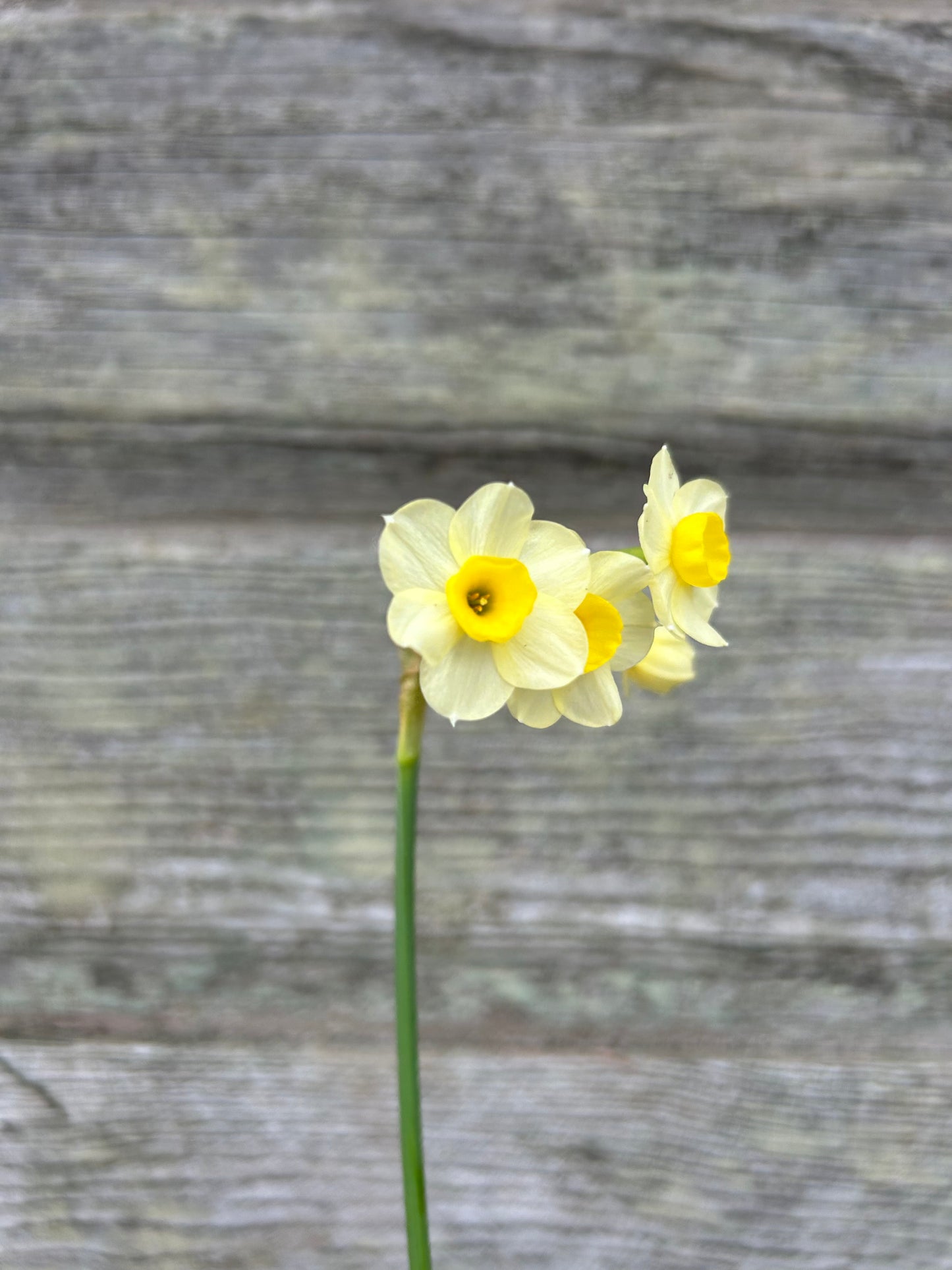 Daffodil - Minnow