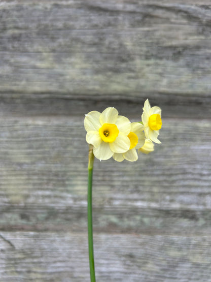 Daffodil - Minnow