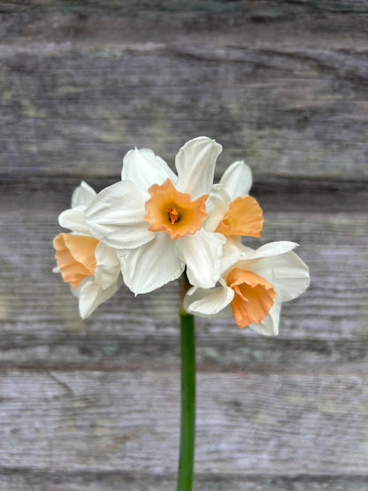 Daffodil - Kapiti Peach