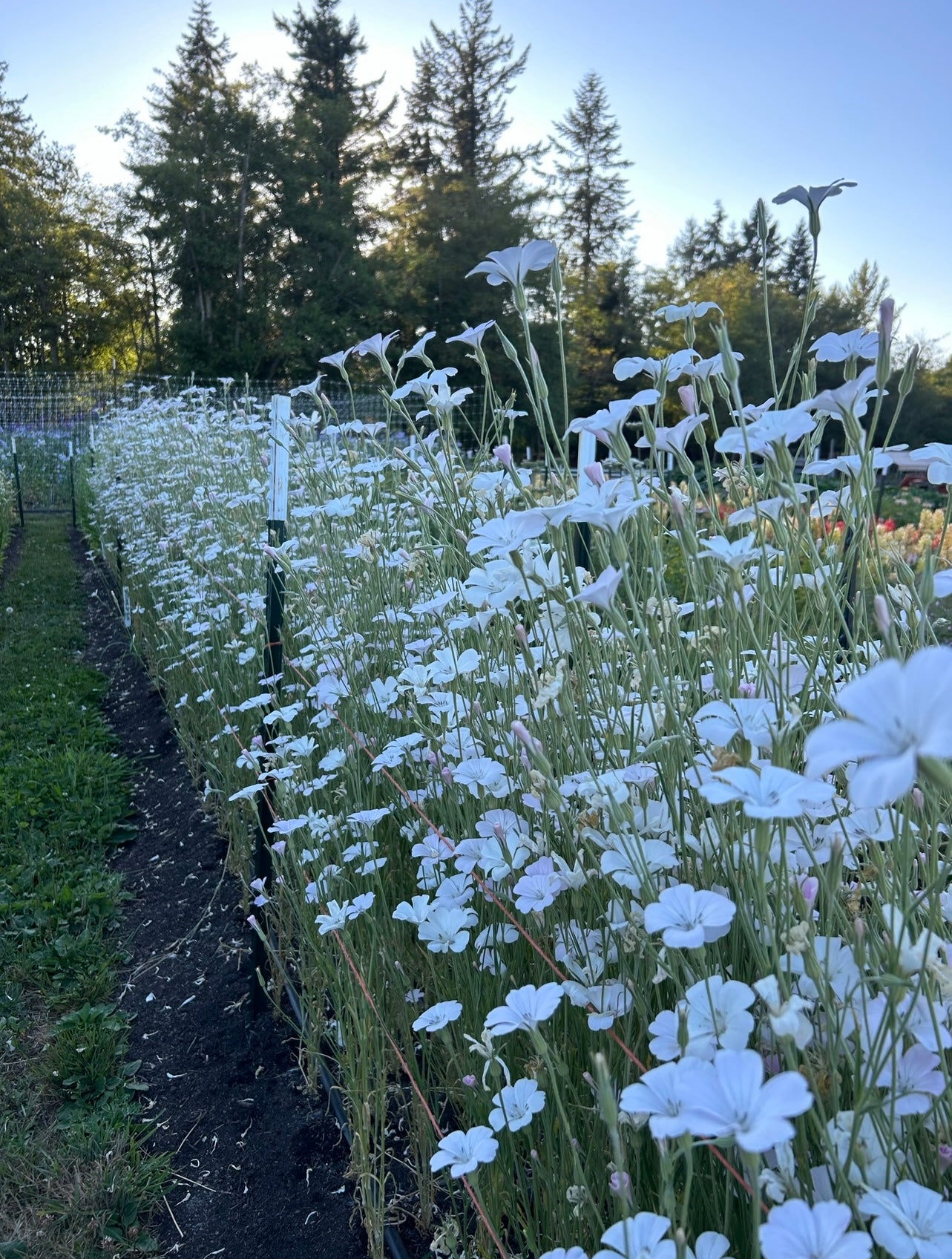 Agrostemma - Dawn Creek Blush – The Farmhouse Flower Farm