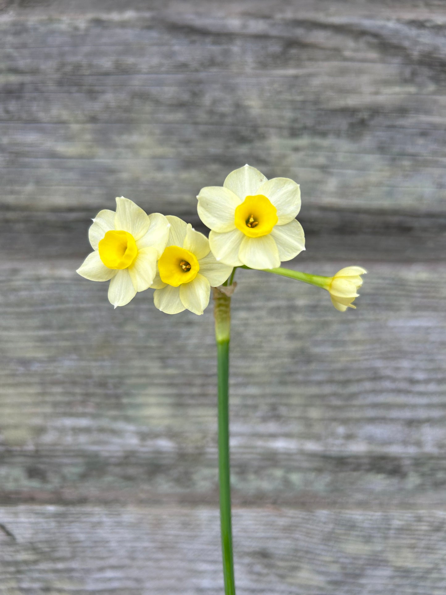Daffodil - Minnow
