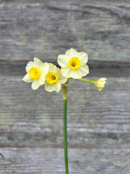 Daffodil - Minnow