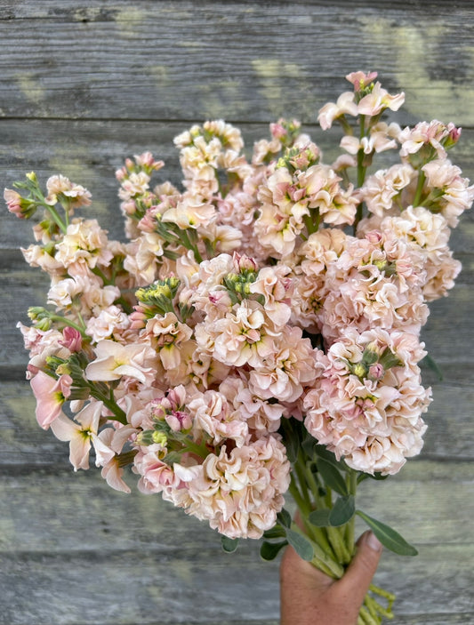 Stock - Iron Apricot