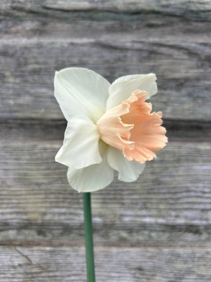 Daffodil - Sweetest Dream
