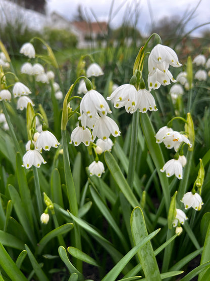 Leucojum - Giant Snowflake