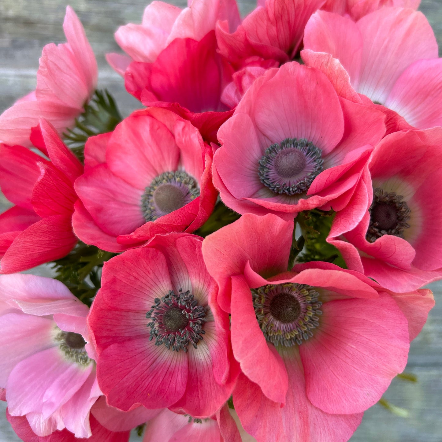 Anemone Barbie