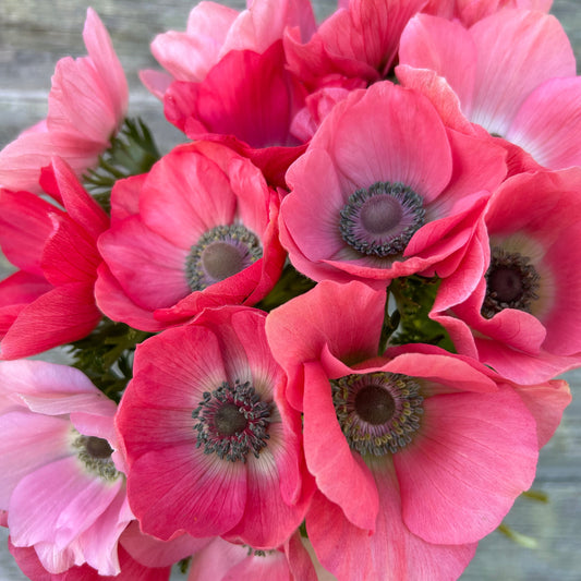Anemone Barbie