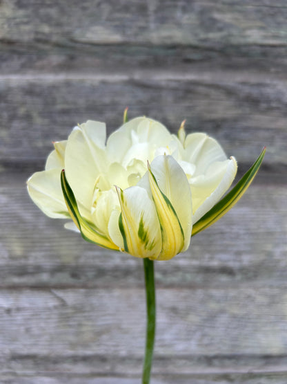 Tulip - Exotic Emperor