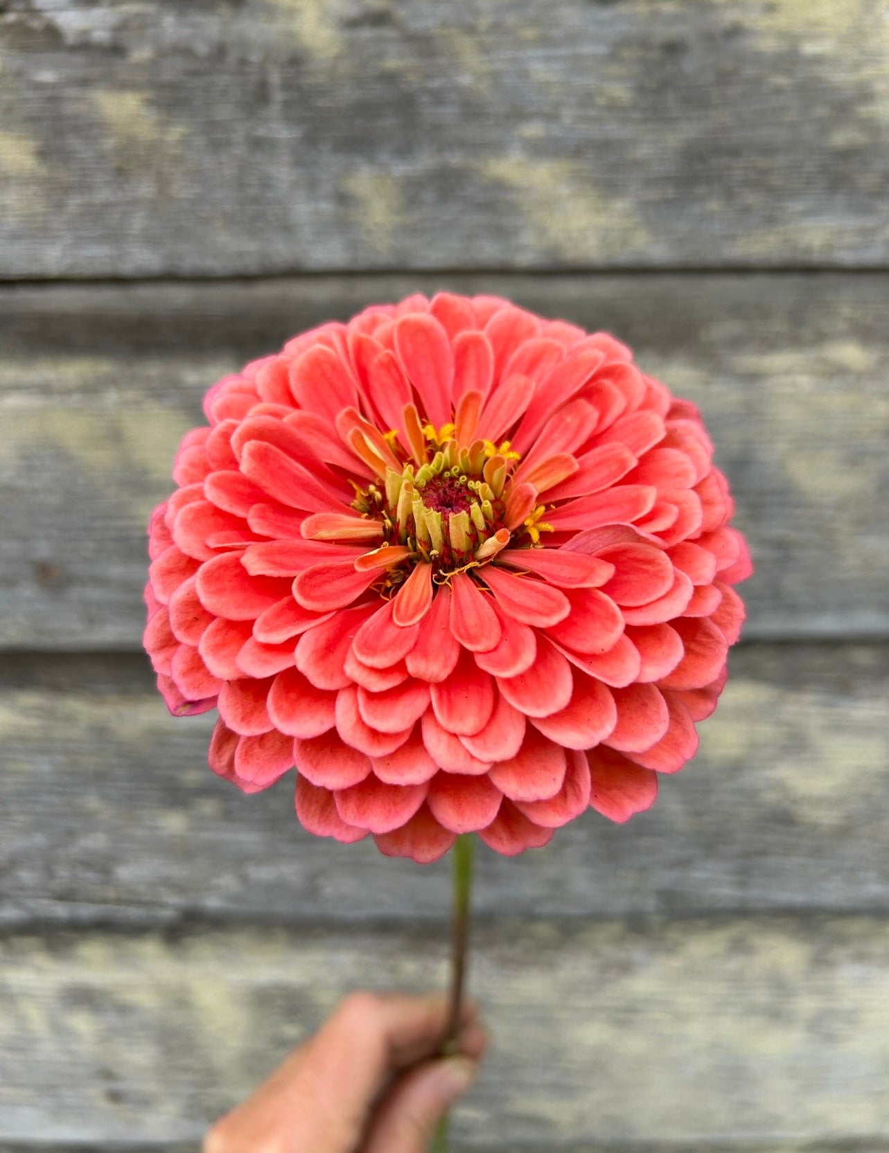 Zinnia - Benary's Giant Salmon Rose
