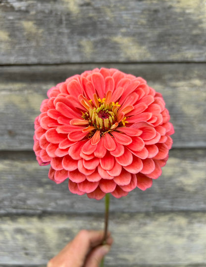 Zinnia - Benary's Giant Salmon Rose