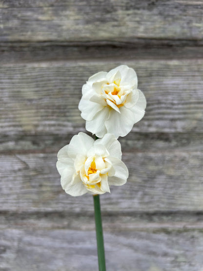 Daffodil - Cheerfulness