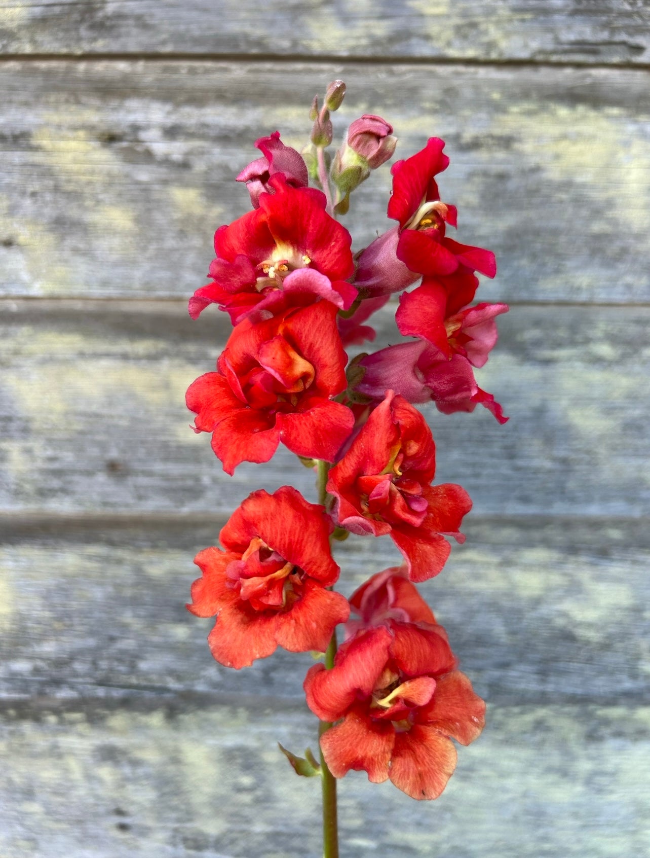 Snapdragon - Madame Butterfly Bronze