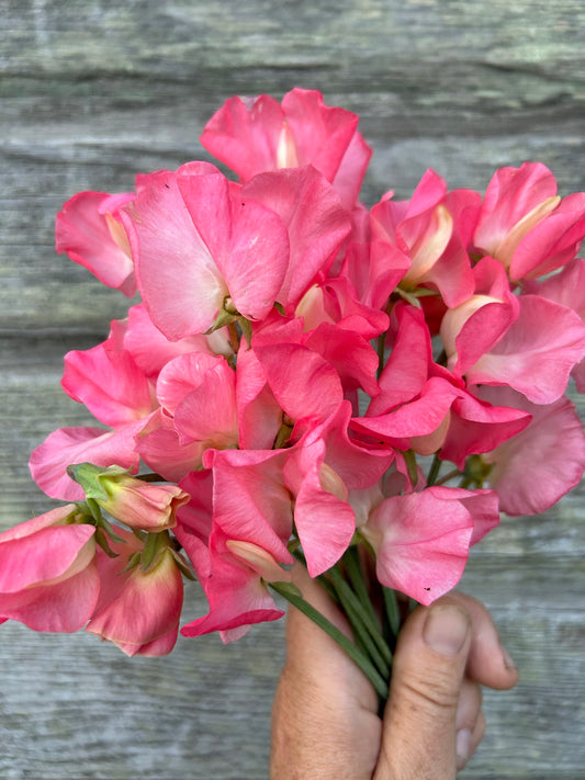 Sweet Pea - Valerie Harrod