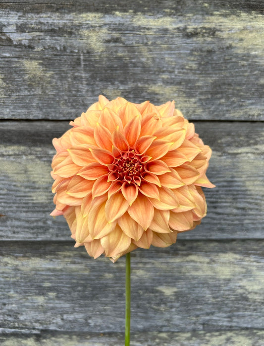 RM Golden Hour - LIMIT 1