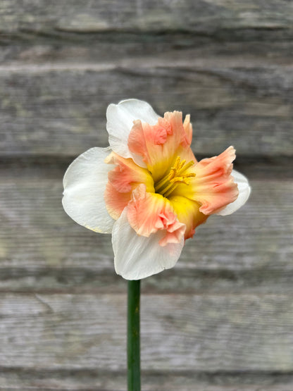 Daffodil - Mallee