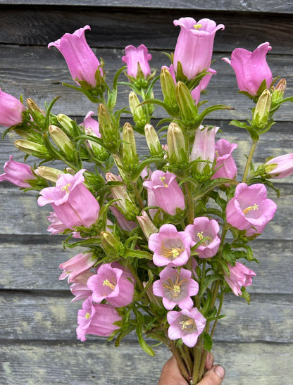 Campanula - Champion II Pink