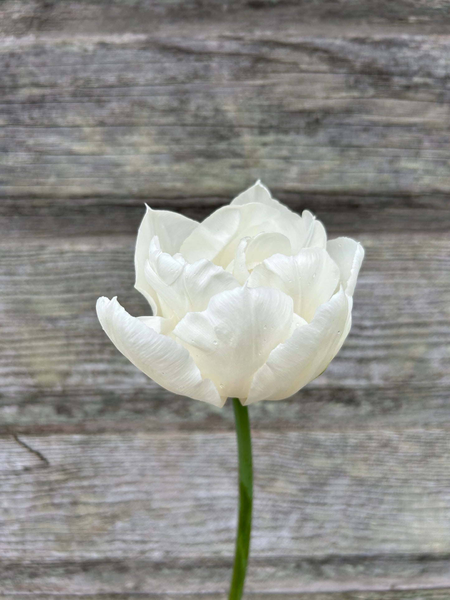 Tulip - Mondial