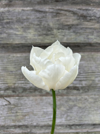 Tulip - Mondial