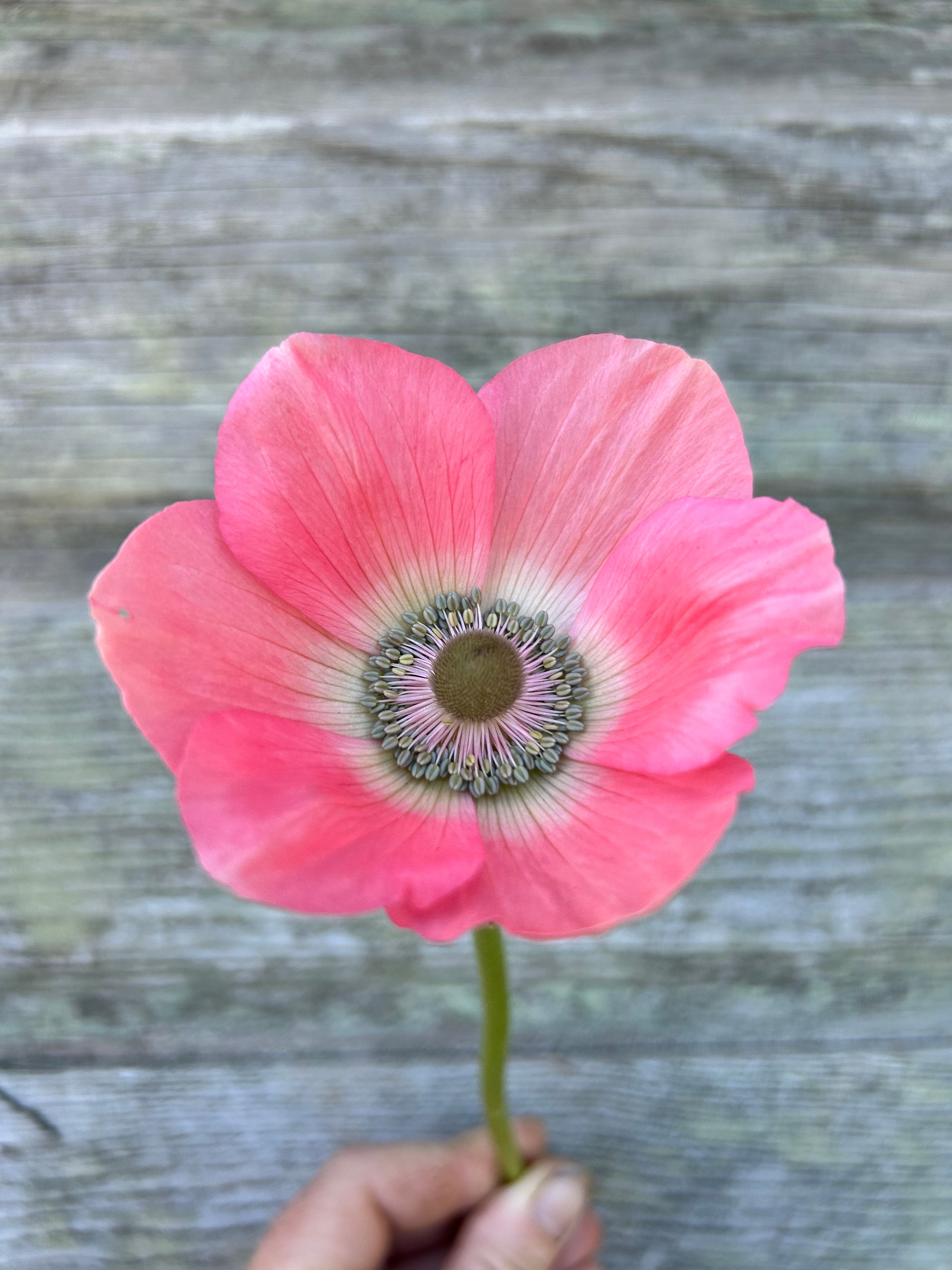 Anemone Barbie – The Farmhouse Flower Farm