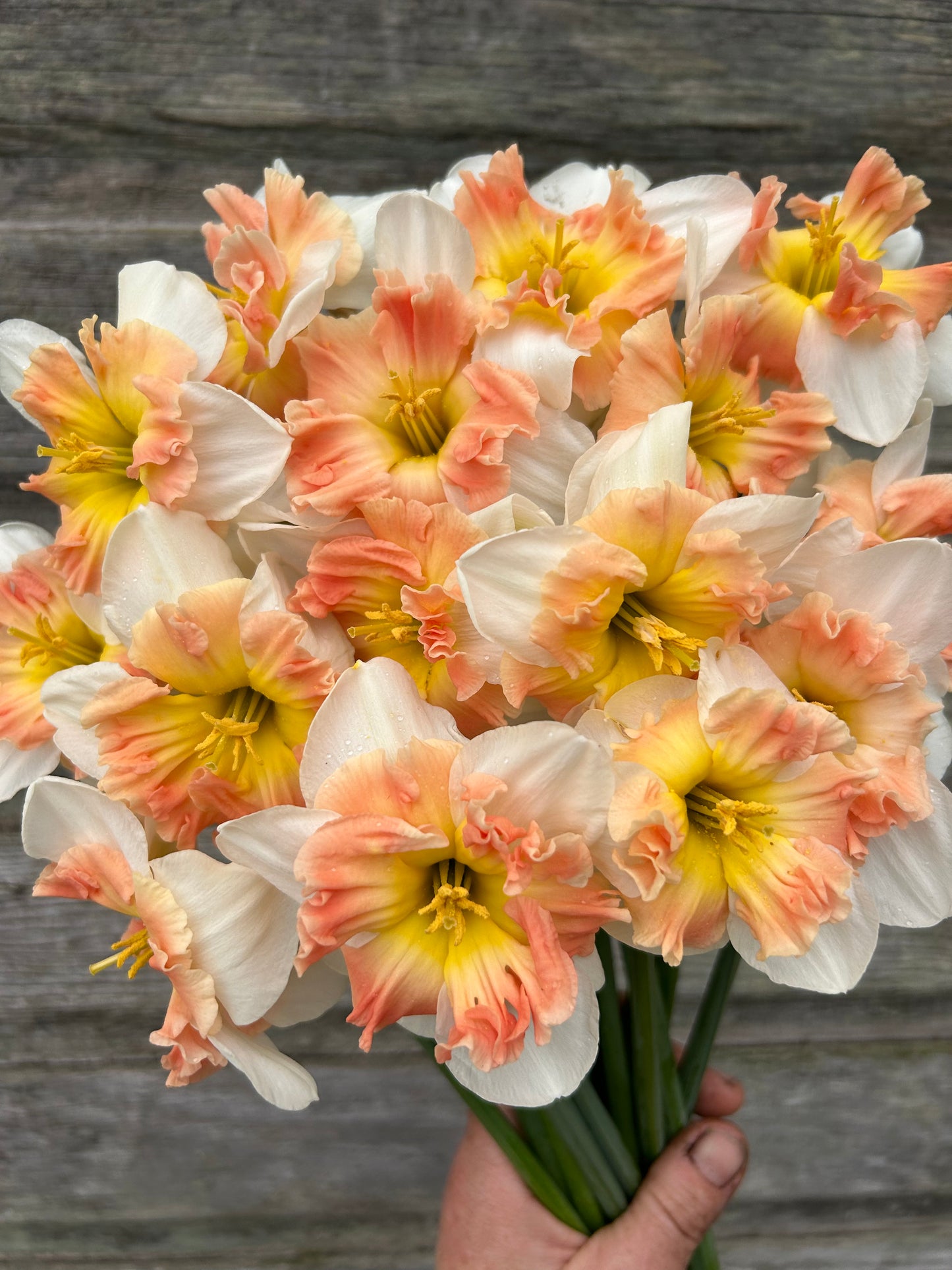Daffodil - Mallee