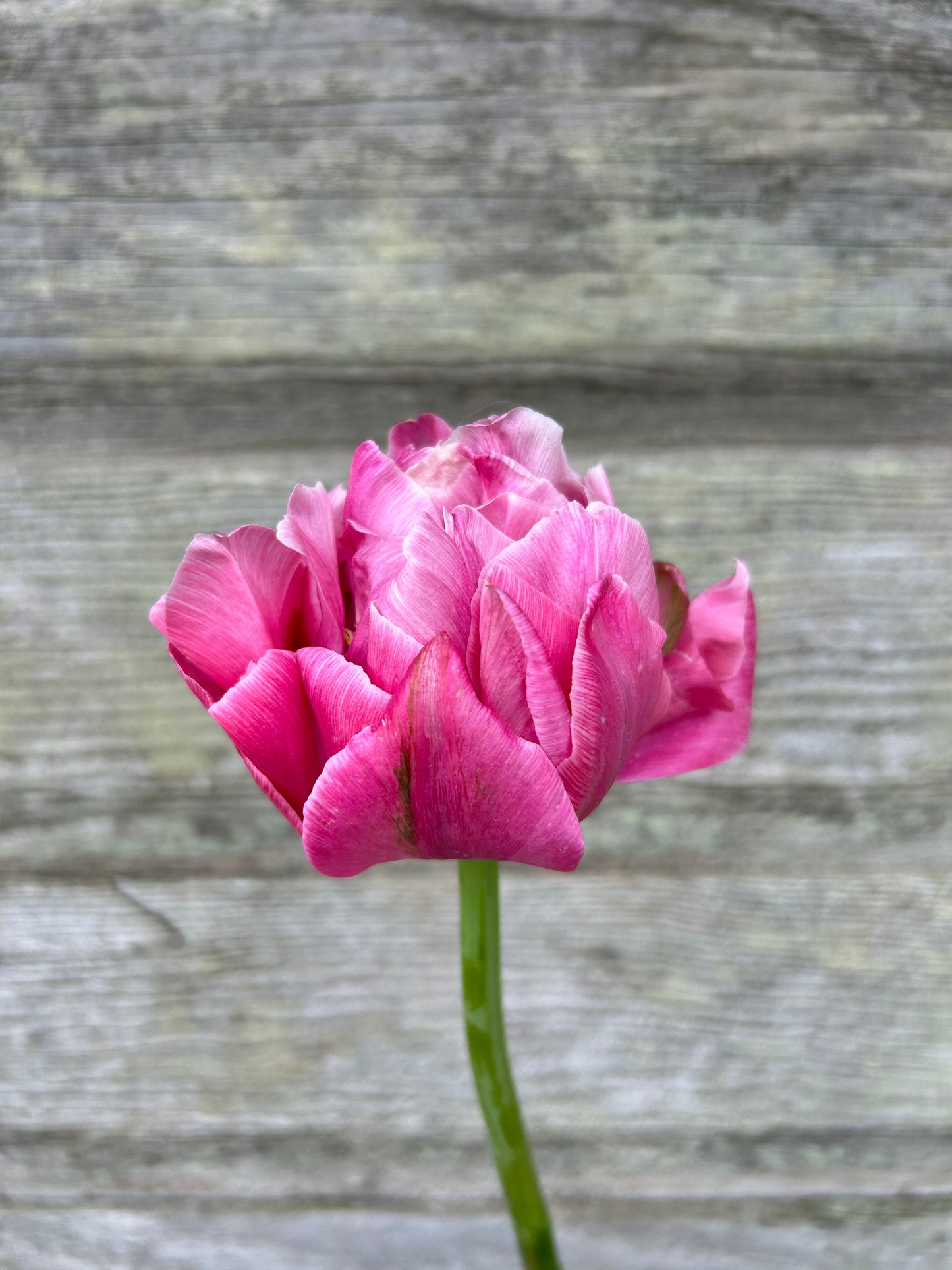 Tulip - Aveyron