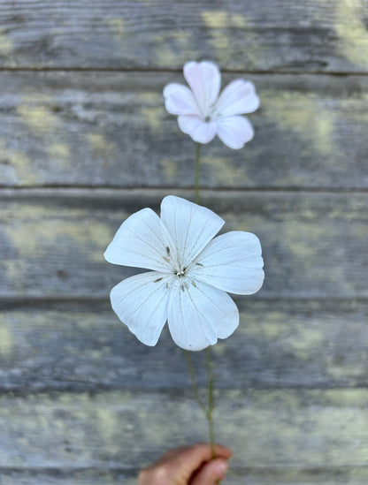 Agrostemma - Dawn Creek Blush