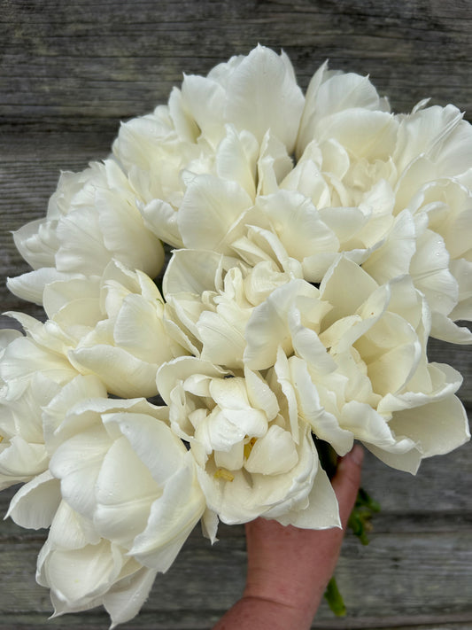 Tulip - Mondial