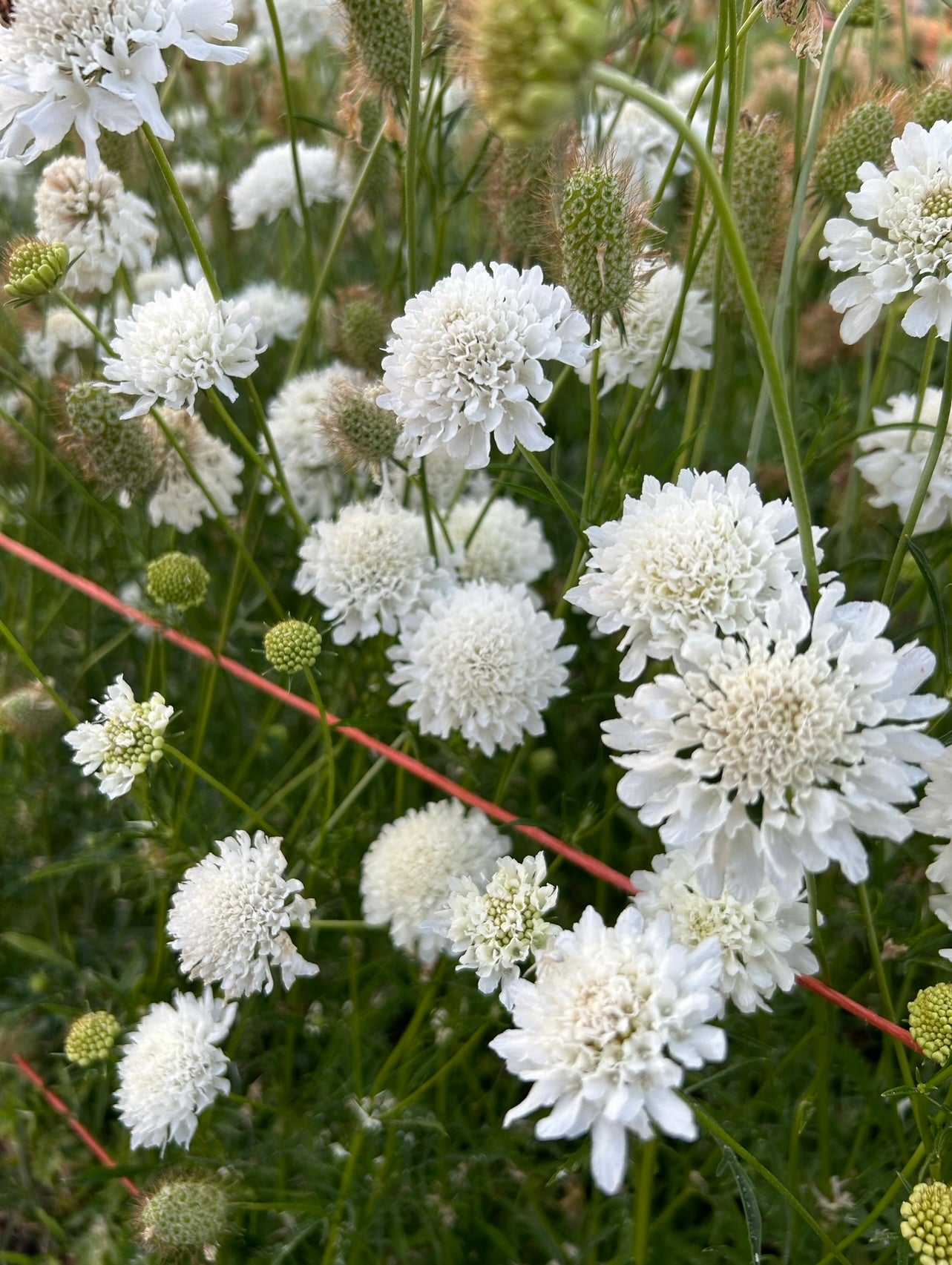 Scabiosa - Snowmaiden