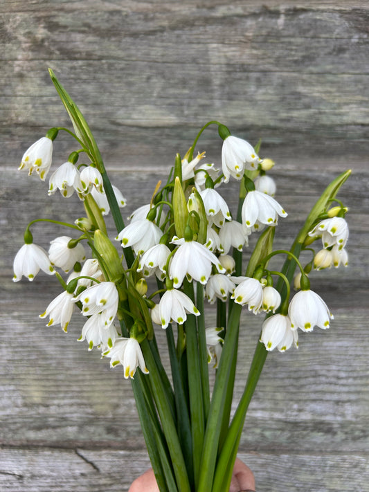 Leucojum - Giant Snowflake