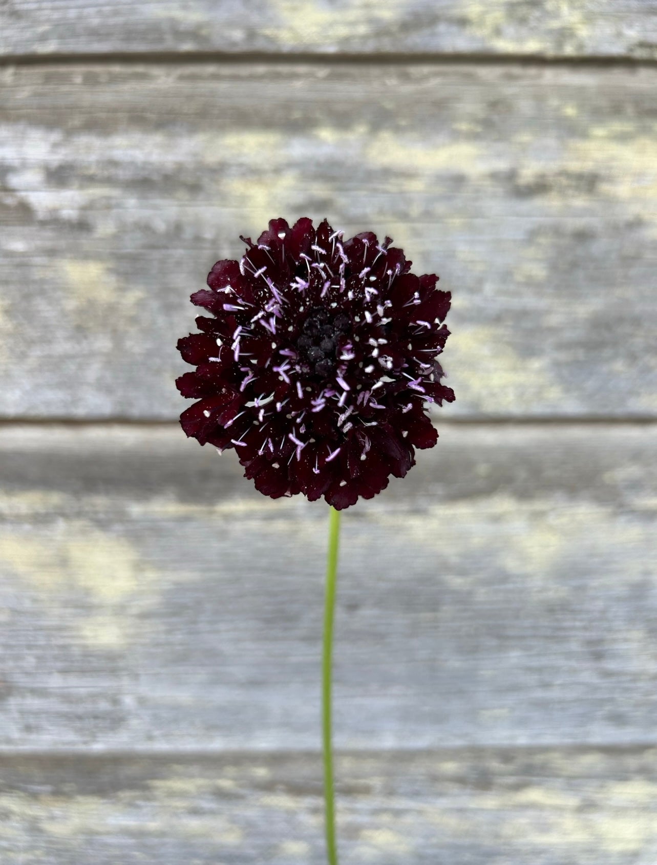 Scabiosa - Black Knight