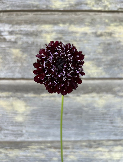 Scabiosa - Black Knight
