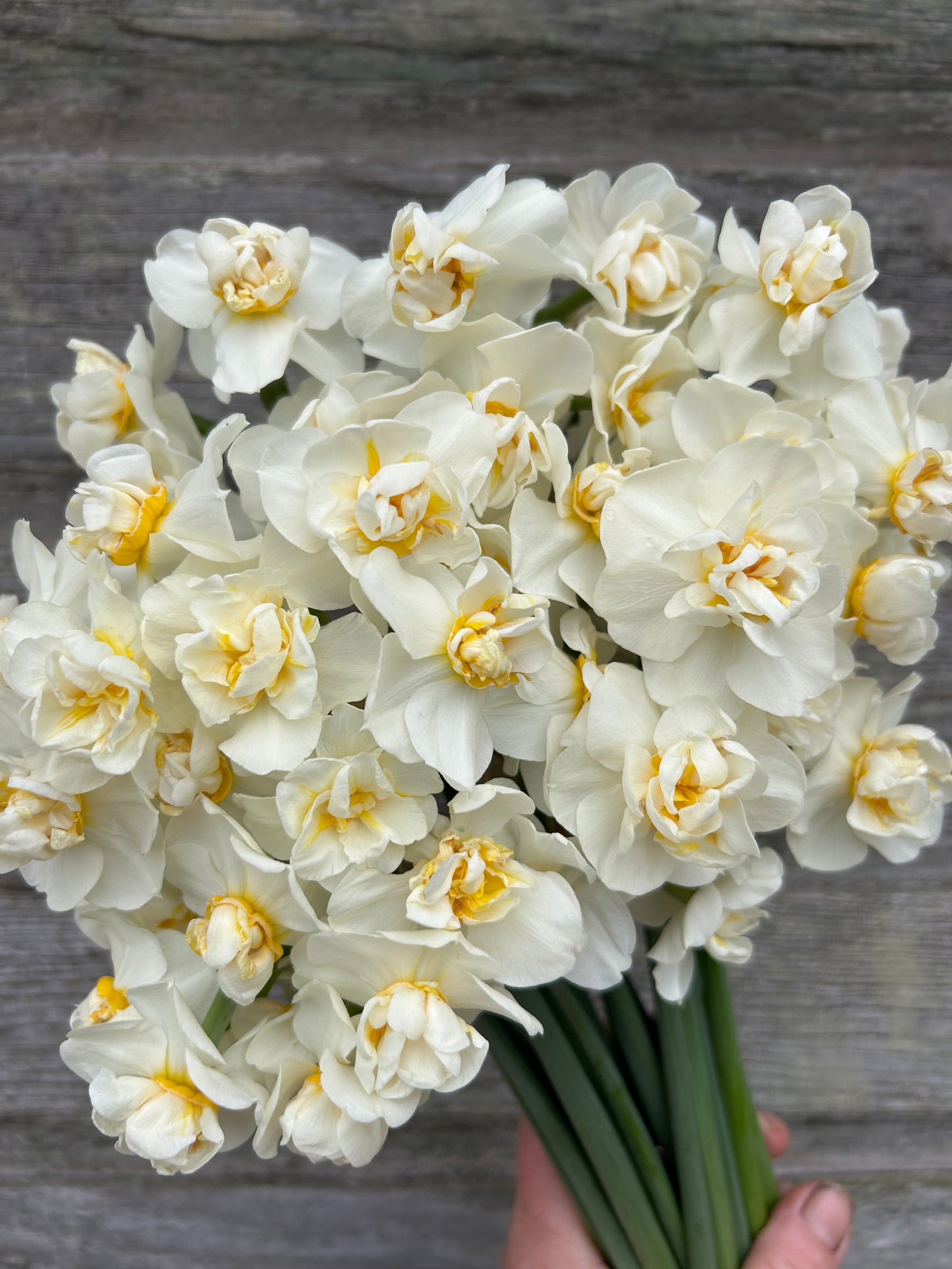 Daffodil - Cheerfulness
