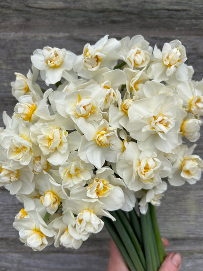 Daffodil - Cheerfulness