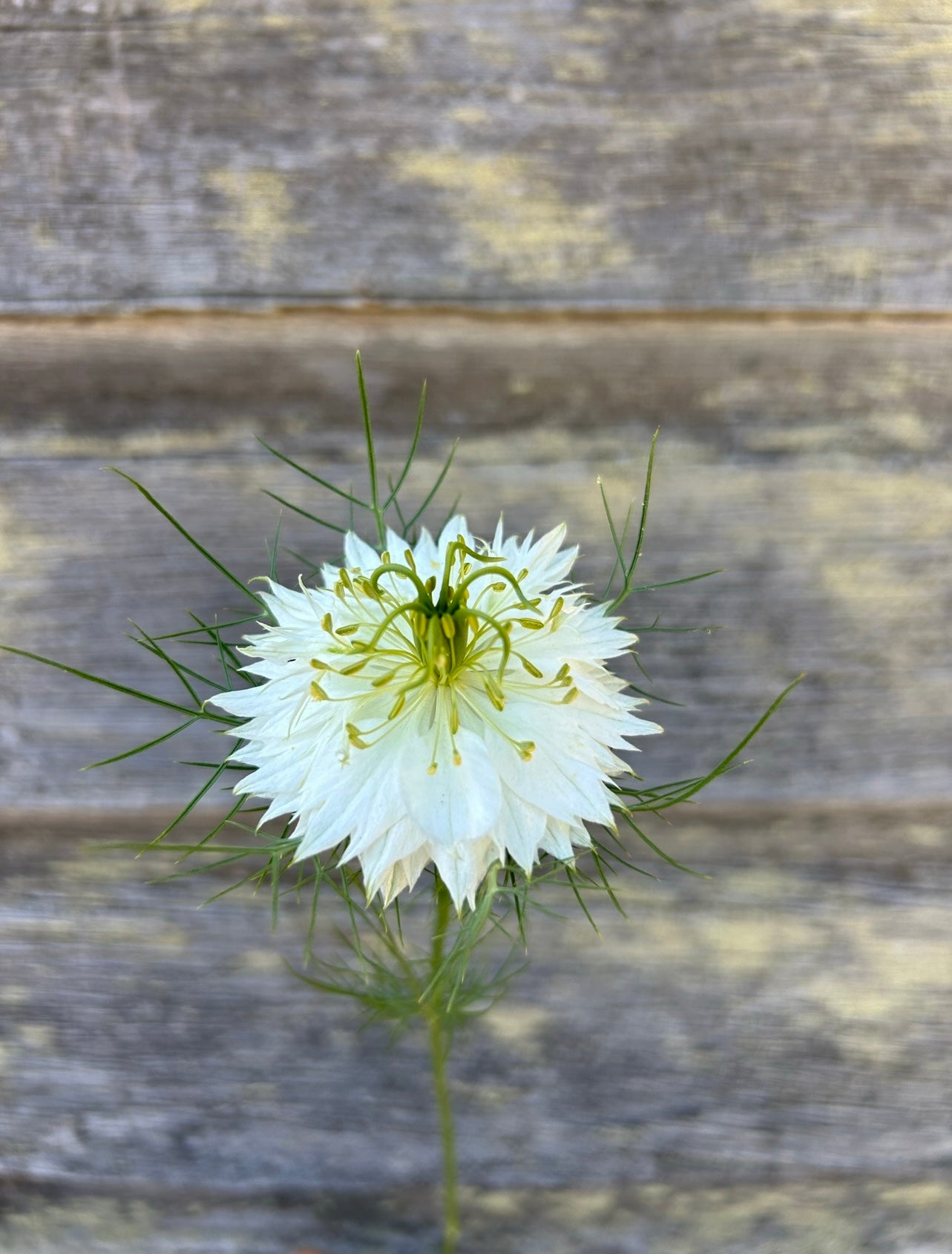 Nigella - Albion Green Pod