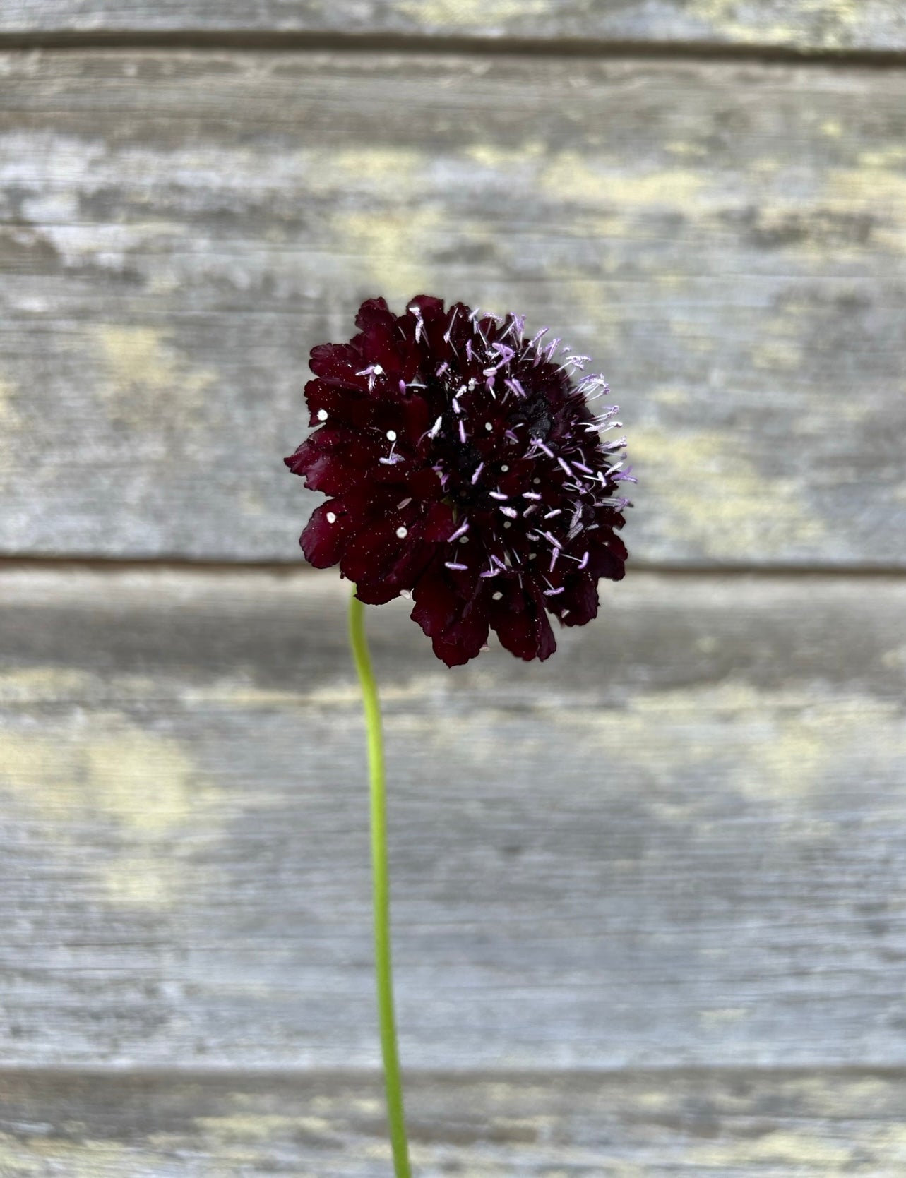 Scabiosa - Black Knight