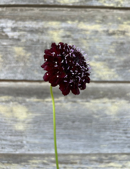 Scabiosa - Black Knight