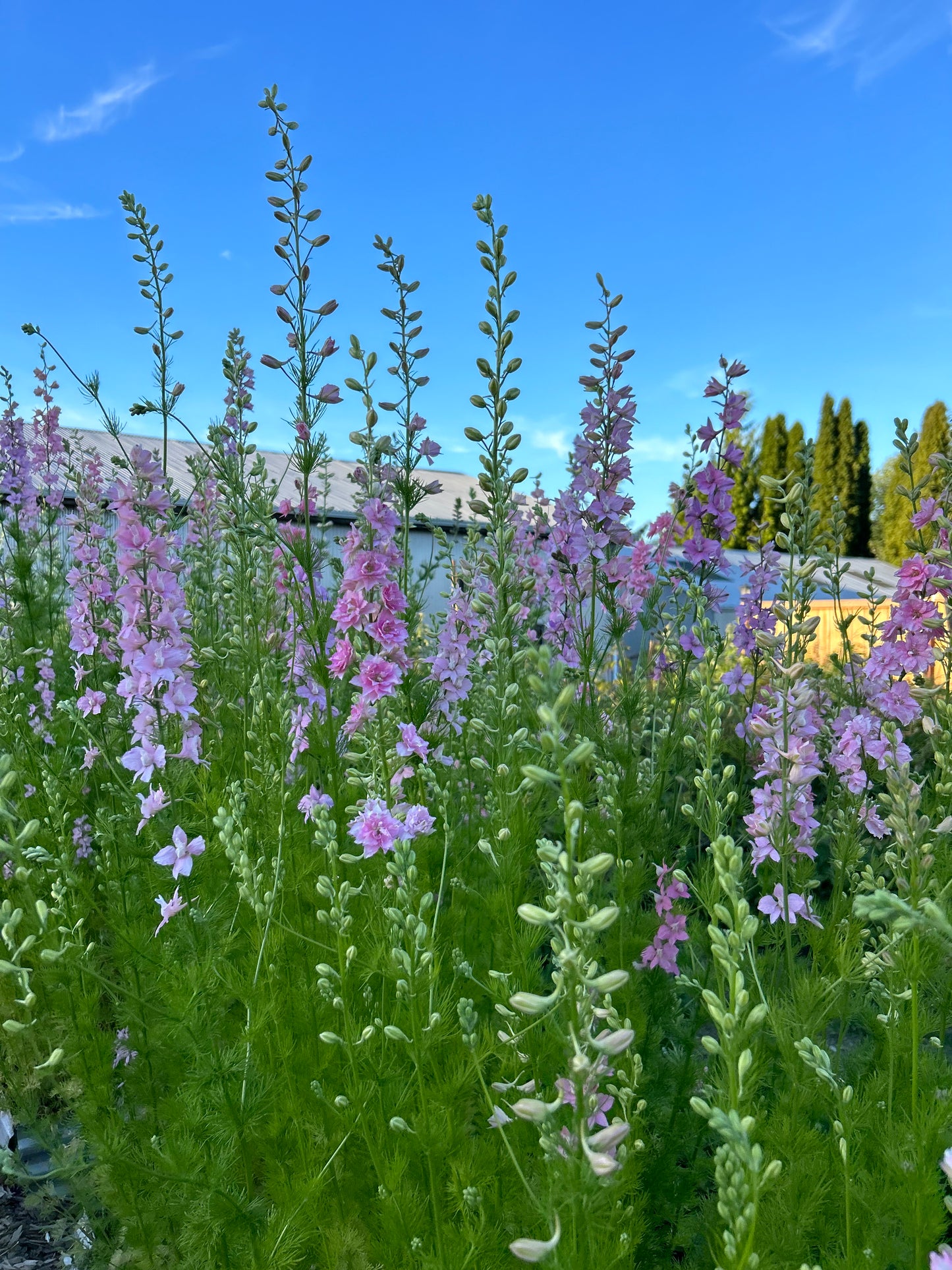 Larkspur - QIS Light Pink
