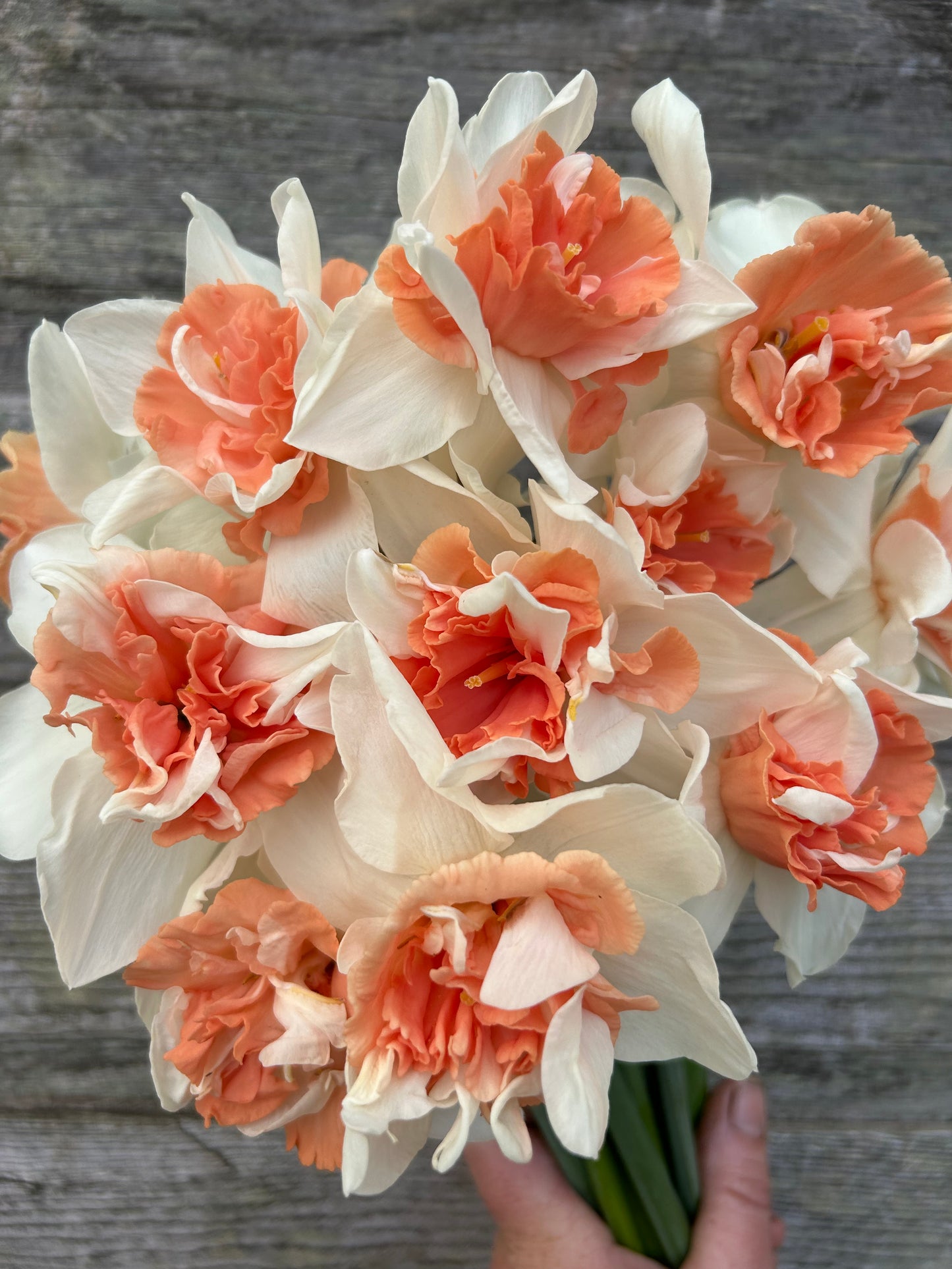 Daffodil - Candy Princess