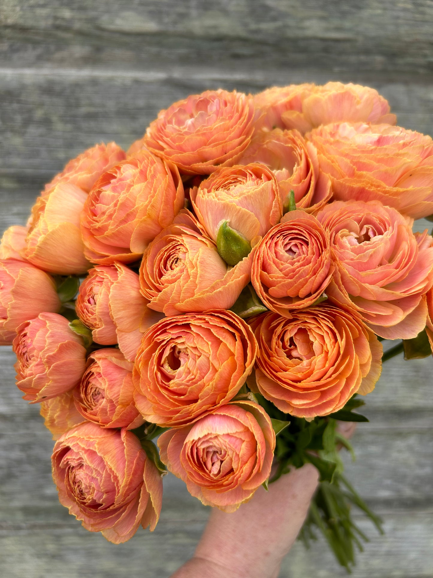 Ranunculus Nohant