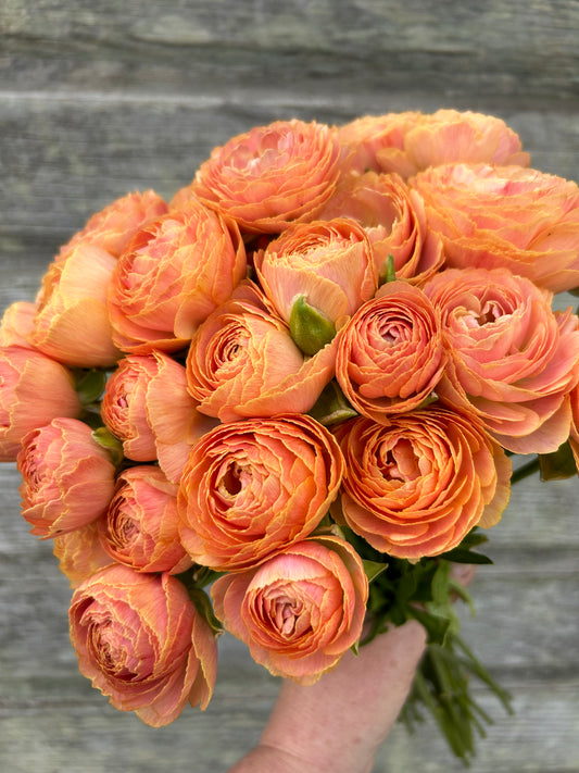 Ranunculus Nohant