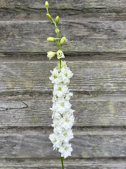 Larkspur - QIS White
