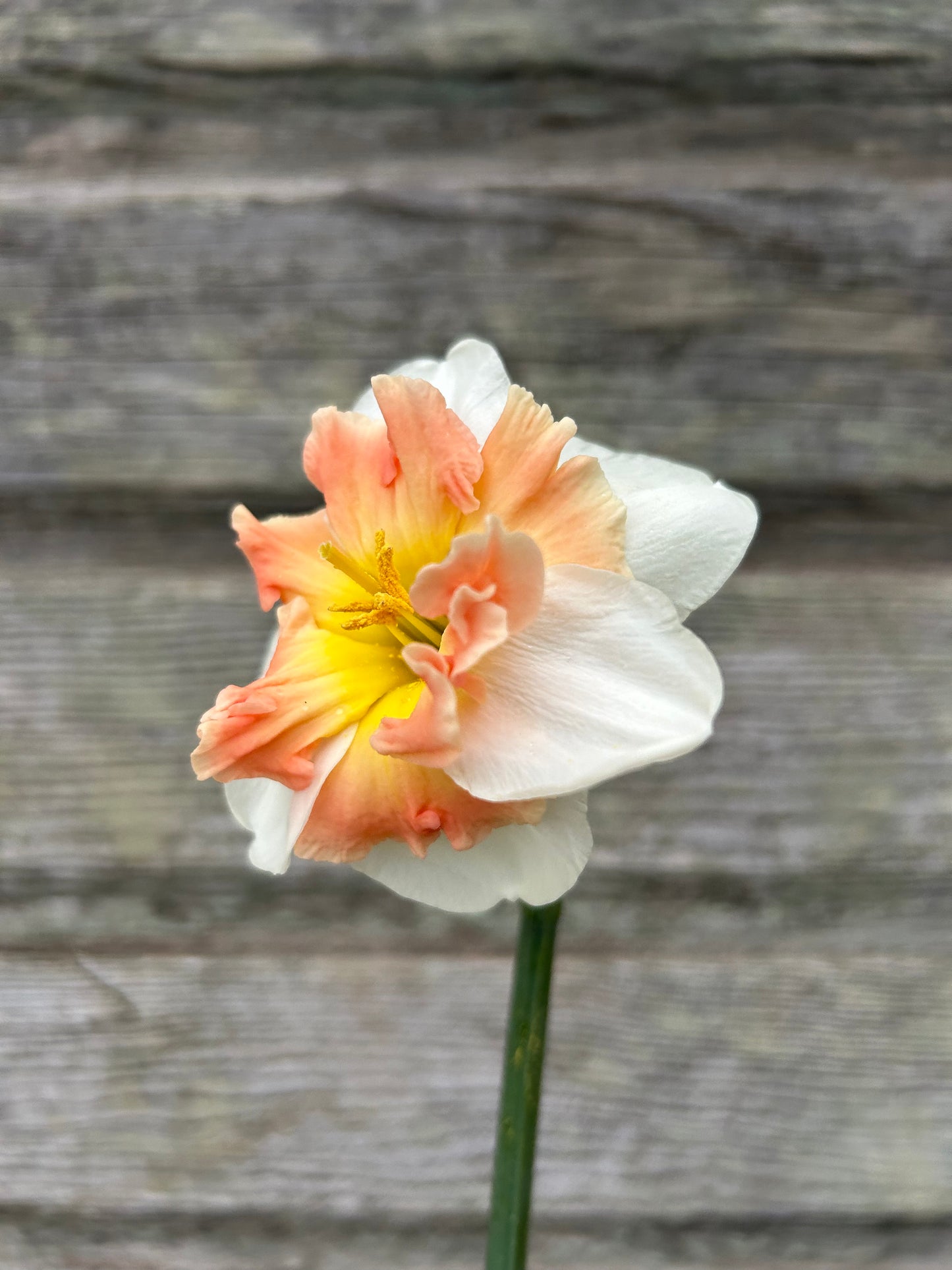Daffodil - Mallee
