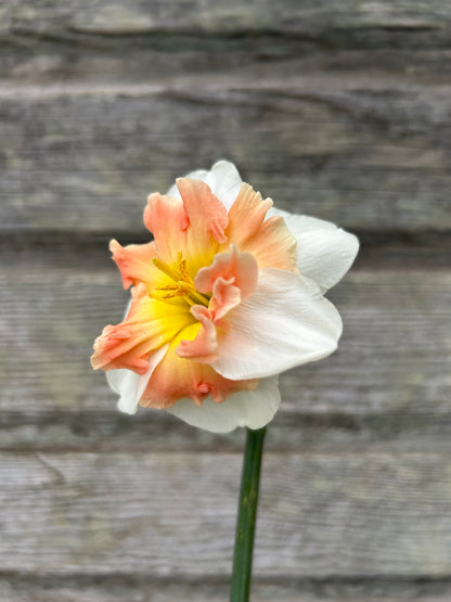Daffodil - Mallee