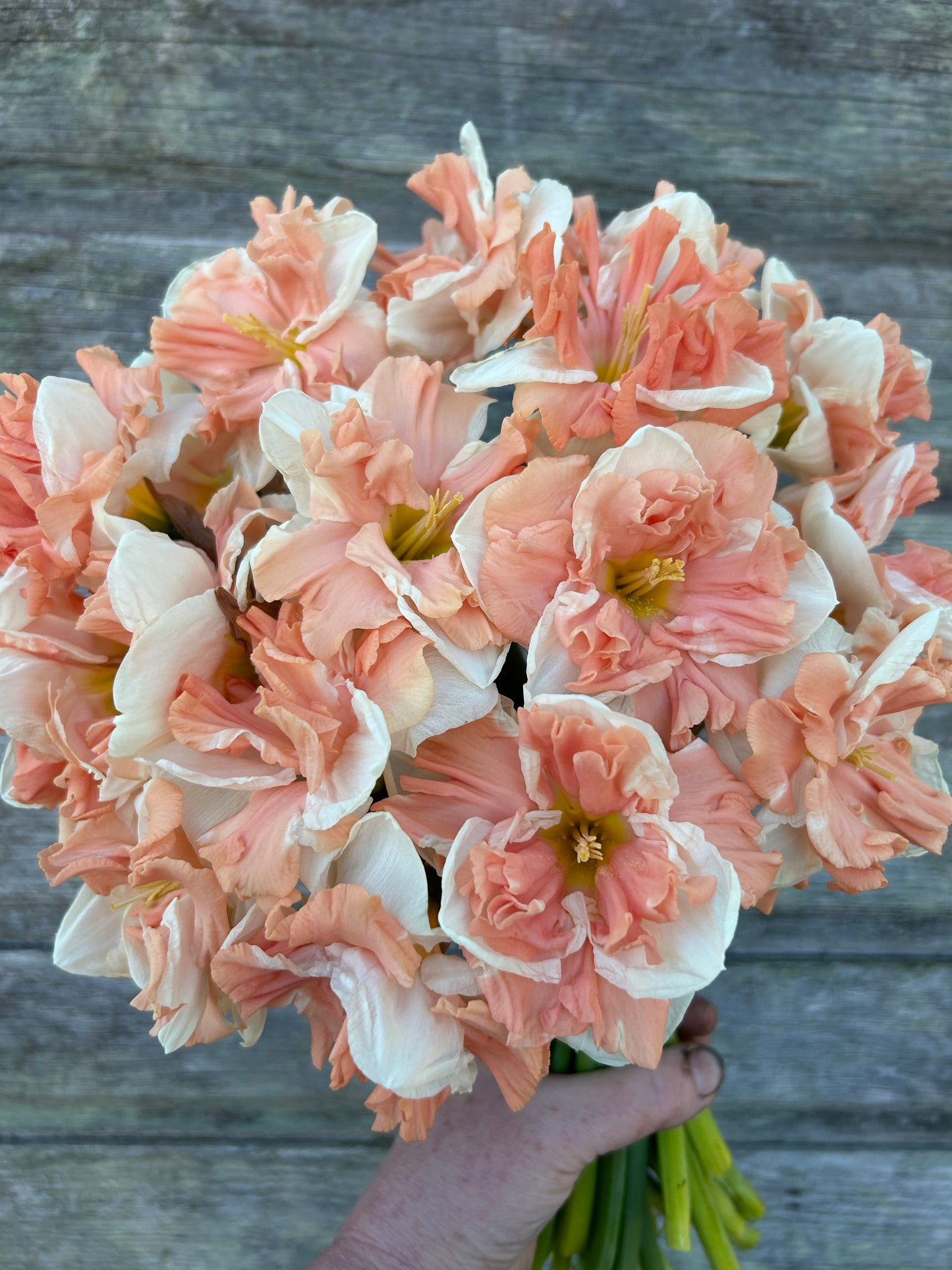 Daffodil - Apricot Whirl